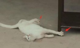 小猫老弟爆料视频,幕后真相大曝光！