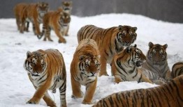 大树爆料小老虎视频,小老虎视频揭秘幕后故事