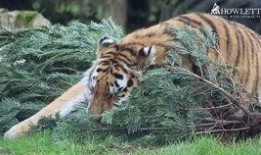 大树爆料小老虎视频,小老虎视频揭秘幕后故事