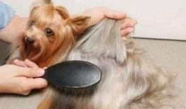 狗砸皮肤最新爆料视频,神秘特效与独特设计首次曝光