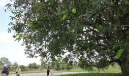 南宁芒果树爆料视频最新,揭秘神秘事件背后的真相