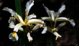 马兰花在线观看,在线重温经典，感受红色情怀