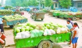 免费吃瓜的渠道,畅享娱乐盛宴的五大渠道