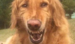 平安大爷爆料金毛视频大全,金毛视频大全精彩瞬间大放送