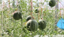 莒南网红吃瓜视频曝光,揭秘背后真相