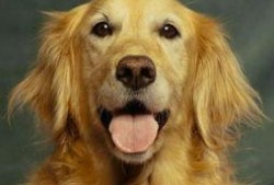 平安大爷爆料金毛视频大全,金毛视频大全精彩瞬间大放送