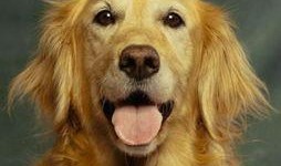 平安大爷爆料金毛视频大全,金毛视频大全精彩瞬间大放送