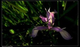 马兰花在线观看,在线重温经典，感受红色情怀