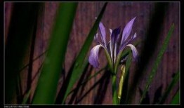 马兰花在线观看,在线重温经典，感受红色情怀