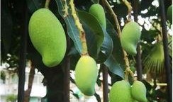 南宁芒果树爆料视频最新,揭秘神秘事件背后的真相