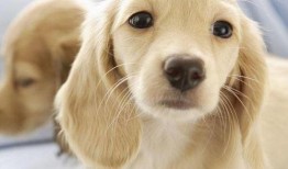 狗砸皮肤最新爆料视频,神秘特效与独特设计首次曝光