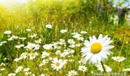 雏菊新皮肤爆料视频在线观看,花漾绽放，浪漫来袭！