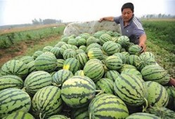 青岛网红小哥吃瓜视频