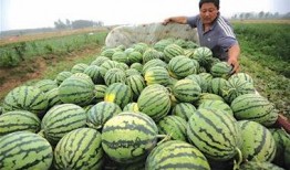 青岛网红小哥吃瓜视频