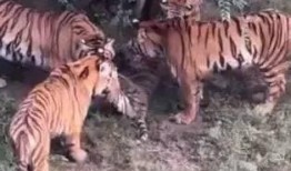 大树爆料小老虎视频,小老虎视频揭秘幕后故事