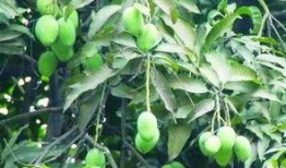 南宁芒果树爆料视频最新,揭秘神秘事件背后的真相