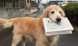 平安大爷爆料金毛视频大全,金毛视频大全精彩瞬间大放送