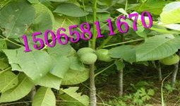 碧根果种植爆料视频播放,视频播放带你领略种植全过程