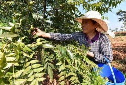 碧根果种植爆料视频播放,视频播放带你领略种植全过程